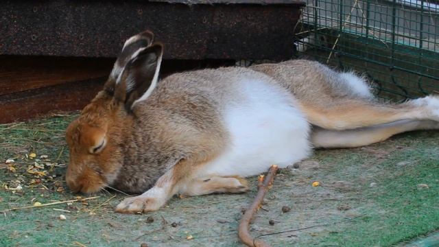 Ленивая Кнопочка смотреть онлайн