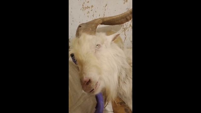 ПАРАЛИЧ У КОЗЛА. В ЧЕМ ПРИЧИНА? смотреть онлайн