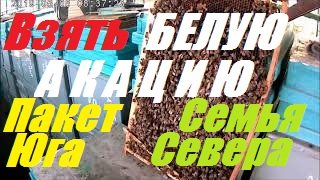 Взять 50 кг мёда Белой Акации.Какой силы,когда купить пакет пчёл.Ускоренное развитие пчелосемей. смотреть онлайн