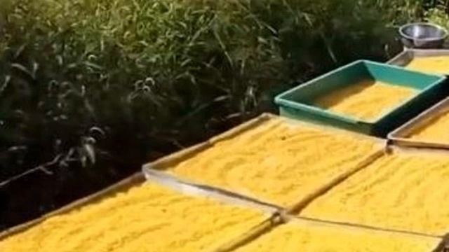 Сафлор медонос в засушливых регионах смотреть онлайн