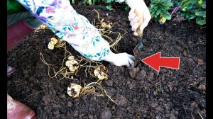 Такой способ посадки лилий признан лучшим среди цветоводов! Как и когда сажать лилии осенью?