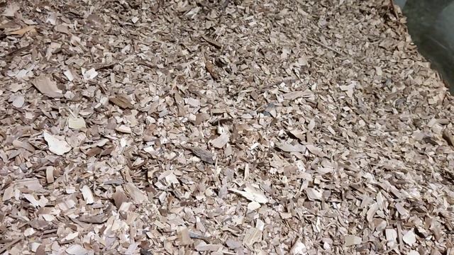 #Щепа для копчения яблоня. #красноярск #щепа. смотреть онлайн