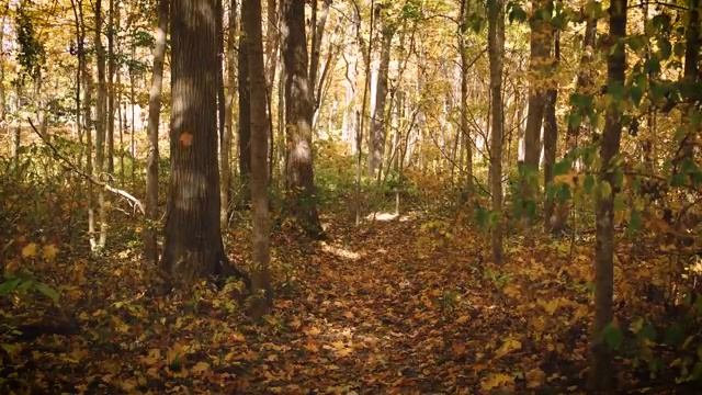 ?Прогулка по осенней листве | звуки природы | Концентрация внимания, медитация, учеба? смотреть онлайн