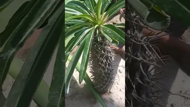 Few Cactus & Agave plants #rajawaqas101 #youtubeshorts #video #islamabad #pakistan #uk #gardening смотреть онлайн