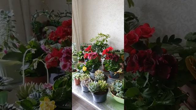 Менің гүлдерім. смотреть онлайн
