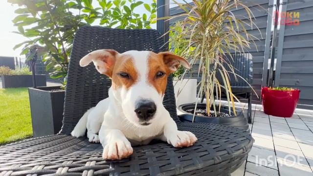 lucky баба поёт песенку смотреть онлайн