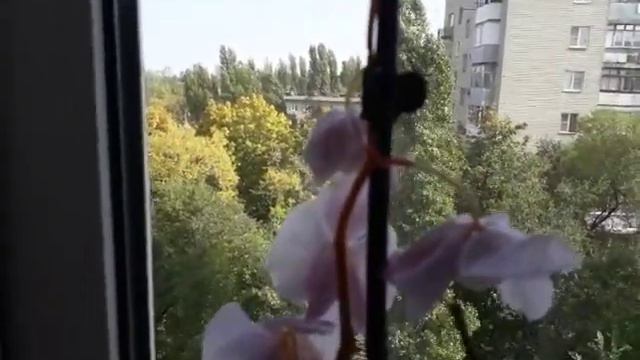 Новости от орхидей реанимашек, у одно ной корень, у другой цветоножка смотреть онлайн