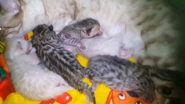 Бенгальские новорожденные котята смотреть онлайн