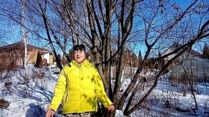 Саженцы каштана съедобного. Как купить растение, и не перепутать его с другим каштаном.