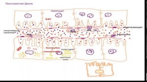 Гистологическое строение печени.