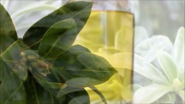 Defne yaprağı Çayının Faydaları смотреть онлайн