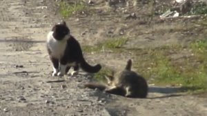 Спаривание кошек. Как это выглядит в жизни.