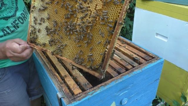 ЖАРА. Главный взяток в разгаре. Ульи заливаются медом смотреть онлайн