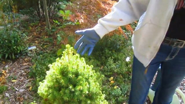 Fall Garden - part 3 of 4 - Wisconsin Garden Video Blog 801 смотреть онлайн