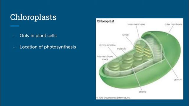Cell Organelles смотреть онлайн