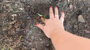 Черенкование🌱 дёрен Сибирика