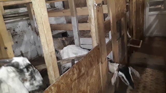 О нашем сарае//Вентиляция в сарае//Просто мои ?козы. смотреть онлайн