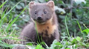 Куница против кота и ястреба!