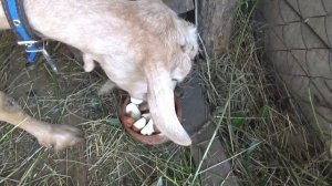 Рацион питания дойной двухлетней козы. Чем кормить козу в течение дня.