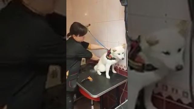 Как успокоить испуганную собаку смотреть онлайн