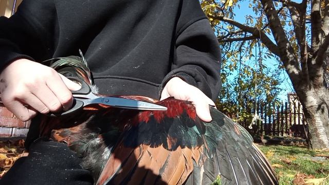 Как обрезать крылья курице? Как обрезать крылья, чтобы это было не заметно на курице!