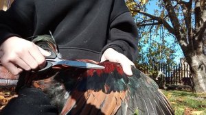 Как обрезать крылья курице? Как обрезать крылья, чтобы это было не заметно на курице!