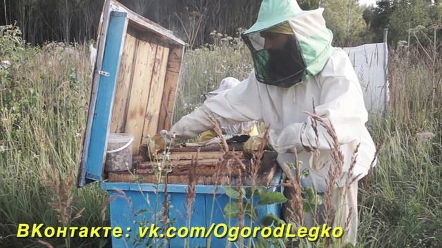 Как я собираю мед у себя на пасеке смотреть онлайн