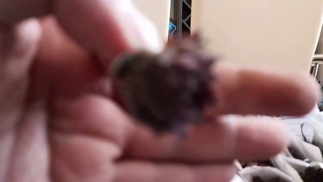 Распаковка молодило (часть 9) смотреть онлайн