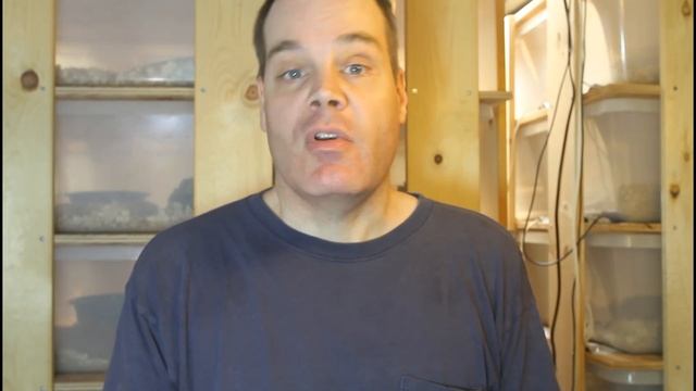 Making Money Breeding Your Boa Constrictors смотреть онлайн