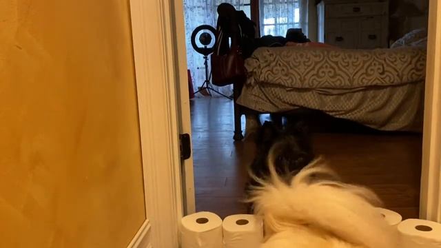 Dogs React to the Toilet Paper Challenge смотреть онлайн