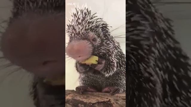 Малыш дикобраза Porcupine Baby смотреть онлайн