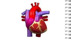 Как устроен человек внутри