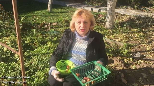 Тюльпаны. Мыши. Поздняя посадка. смотреть онлайн