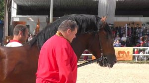 СОВЕТСКИЙ тяжеловоз РУБЕЖ эталон породы! #ИППОсфера #лошади