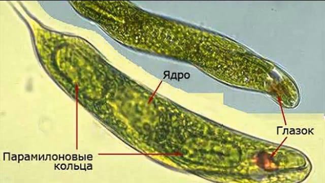 ЗЕЛЁНАЯ ЭВГЛЕНА - Загадочная клетка смотреть онлайн