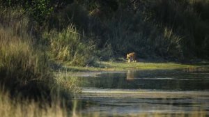 ИСТИННЫЙ ЦАРЬ ЗВЕРЕЙ! Тигр - повелитель Востока и сильнейший хищник Евразии