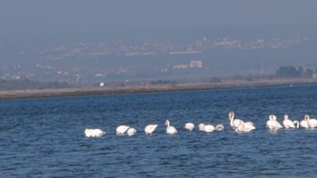 Поморие Болгария Фламинго смотреть онлайн