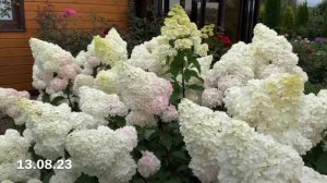 Гортензия Ванилла Фрейз.Уход. Как разместить в саду.