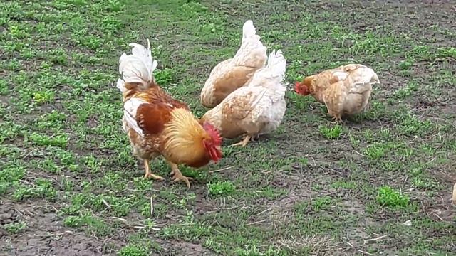 ??ВЕСЕННИЕ РАБОТЫ. куры МИНИ МЯСНЫЕ ПАЛЕВЫЕ -характеристика порОлы. смотреть онлайн
