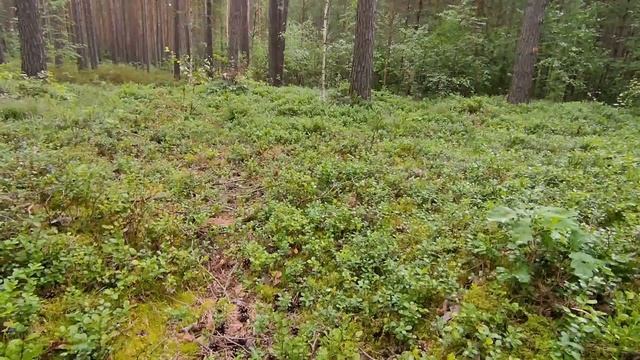 Для цветочной альпийской горки собираем в лесу хвойный опад . Черника для нашей собачки . 8 августа смотреть онлайн