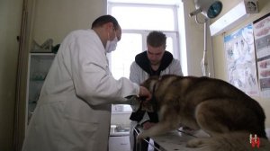 Профессия- ветеринар. Молодые специалисты рассказывают о своей любимой работе.