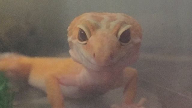 ТОП 10 САМЫХ КРАСИВЫХ ЭУБЛЕФАРОВ смотреть онлайн