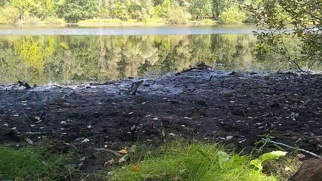 Ставский лес (Тинь-Зинь) г.Энгельс. Stavsky forest Tin-Zin Engels city смотреть онлайн