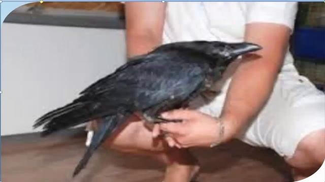 Ворона смотреть онлайн