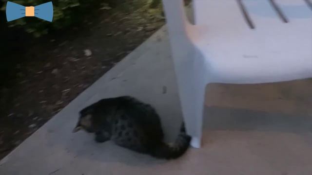 Кот садовник? смотреть онлайн