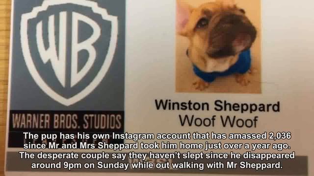 Desperate appeal to find Warner Brothers 'mascot' French Bulldog Winston смотреть онлайн