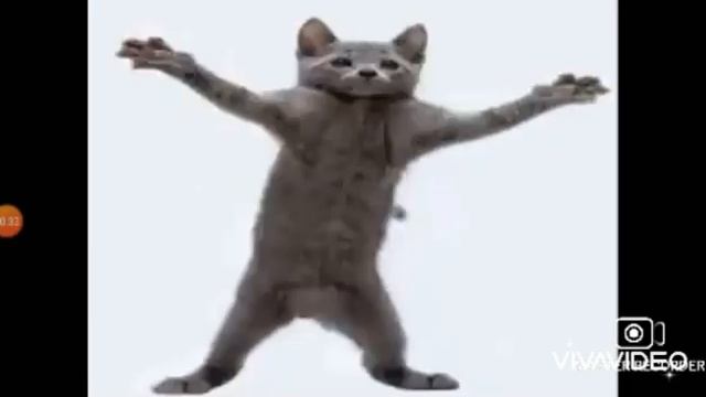 Cat Dancing to Hamster Dance (Rap & Pop Remix) смотреть онлайн