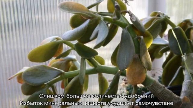 Почему опадают листья у денежного дерева смотреть онлайн