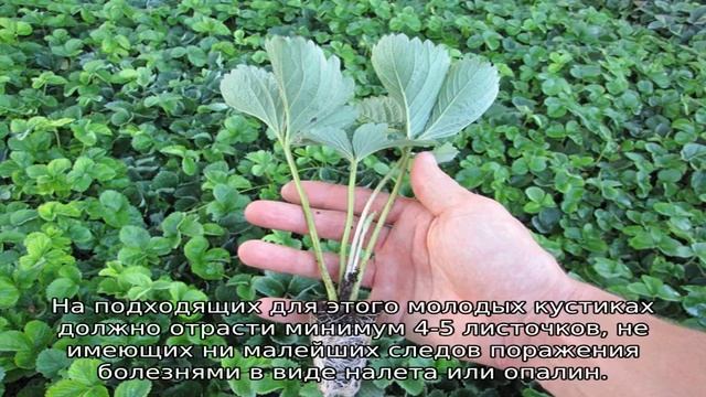 Клубника Соната — описание сорта смотреть онлайн
