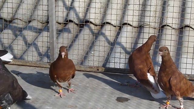 Экстерьер моих голубят по просьбе подписчиков 10 июня 2019 смотреть онлайн